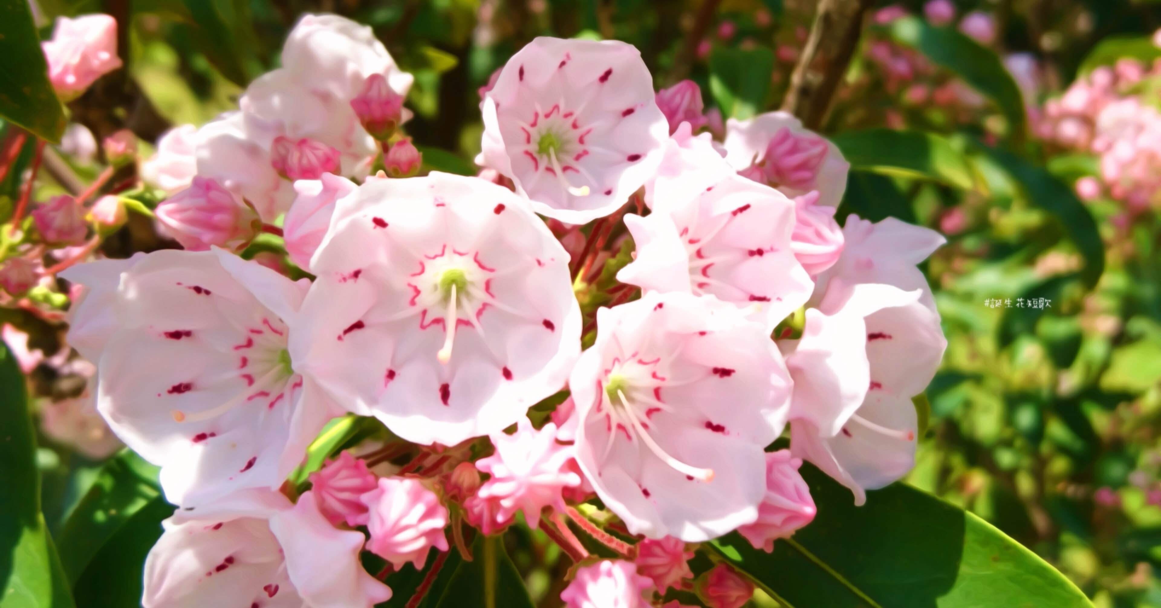 2月11日 誕生花は花笠石楠花 誕生花短歌 御子柴 流歌 Note