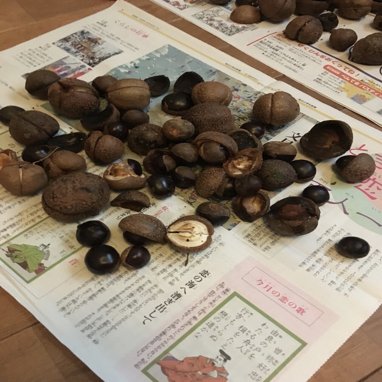 樹木図鑑 Vol 6 トチノキ 優しいやつには気をつけろ Harunire0321 Note