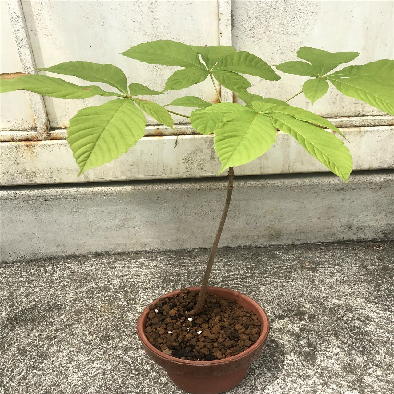 樹木図鑑 Vol 6 トチノキ 優しいやつには気をつけろ Harunire0321 Note