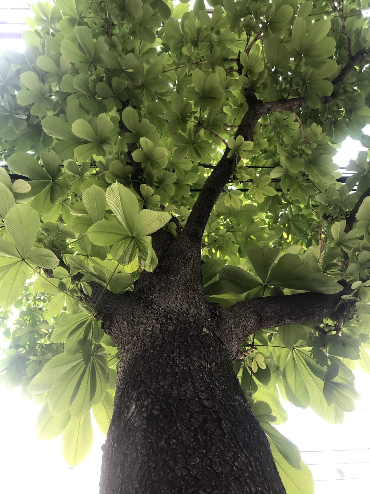 樹木図鑑 Vol 6 トチノキ 優しいやつには気をつけろ Harunire0321 Note 樹木図鑑 Vol 6 トチノキ 優しいやつには気をつけろ Harunire0321 Note