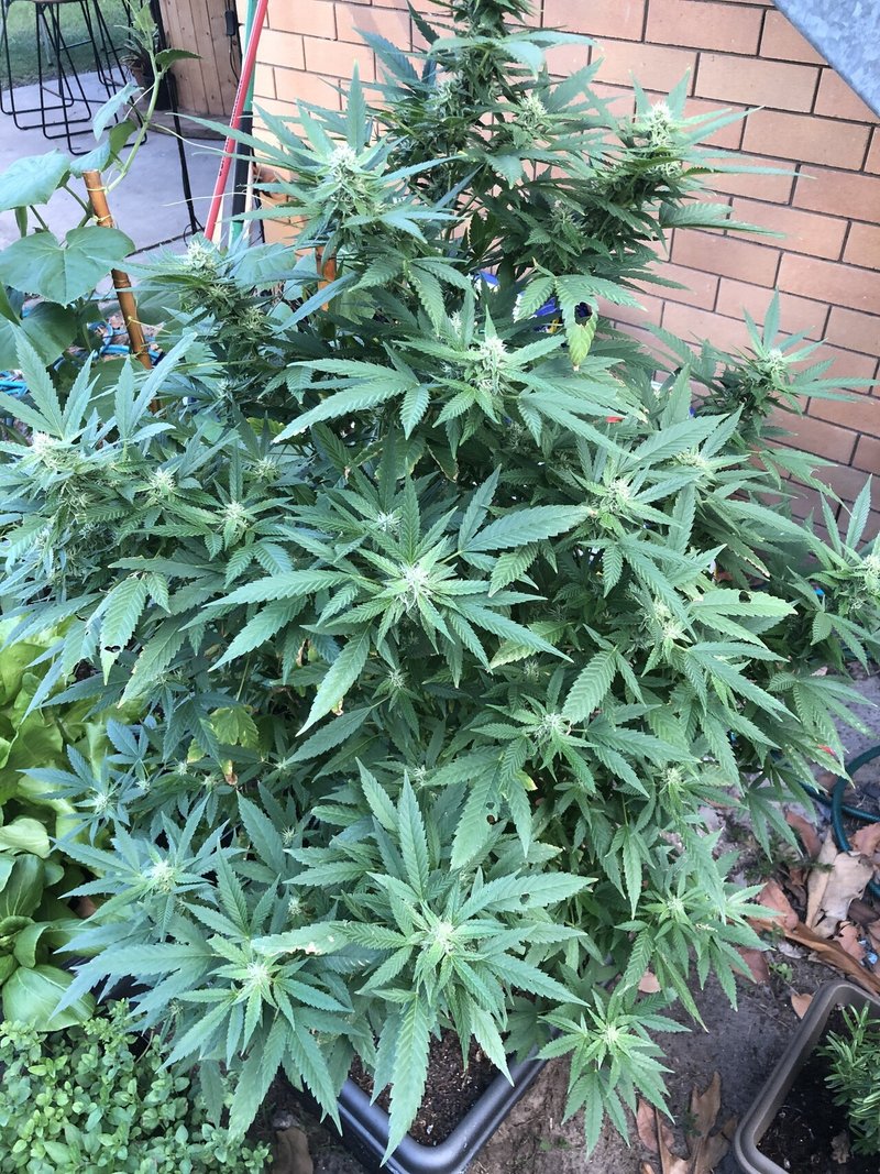 Nimbinという町についてと マルディグラスと言う大麻の収穫祭 Cherry Boy Smoker Note