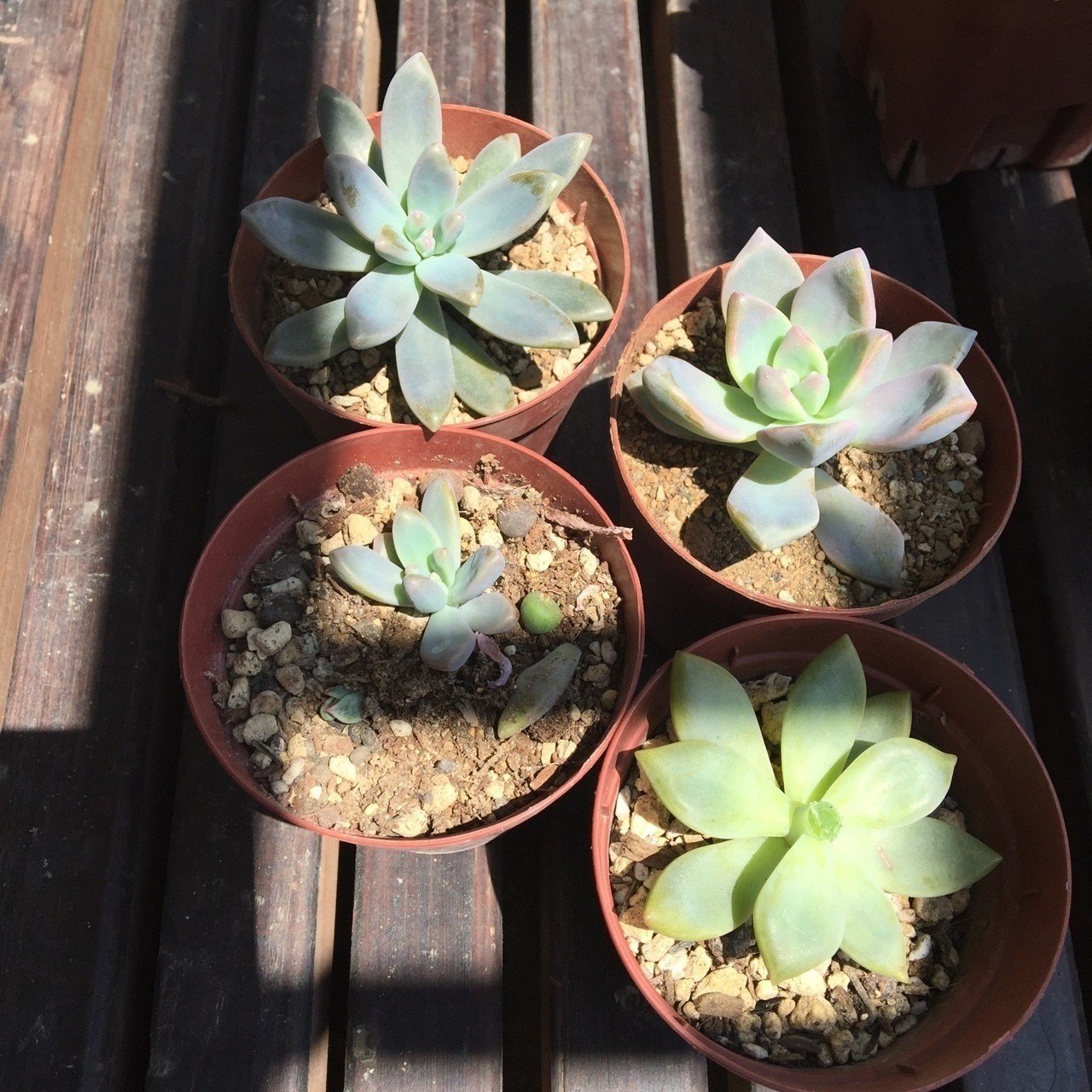 多肉ちゃん 42 Kiy3 Note 多肉ちゃん 42 Kiy3 Note