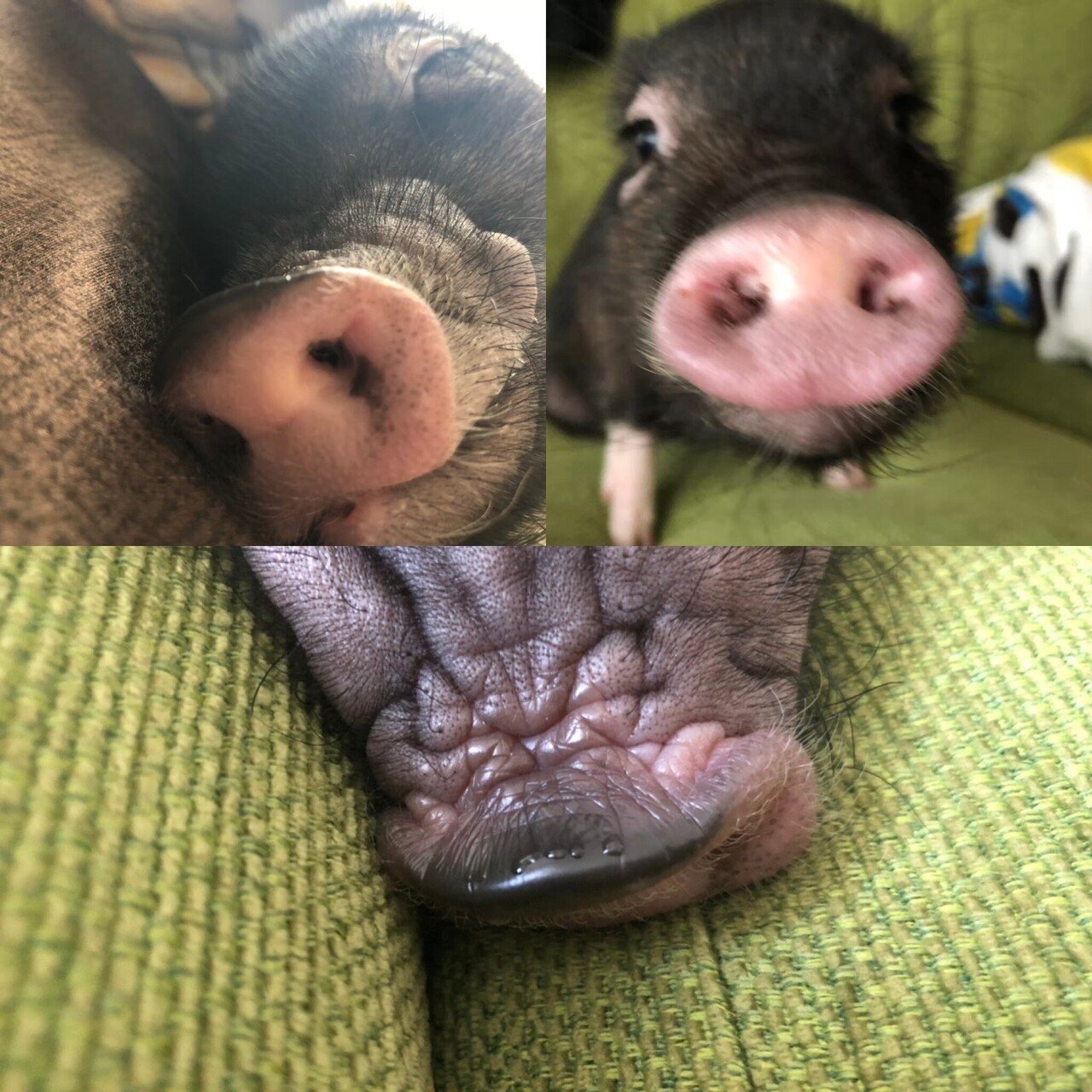 マイクロブタの可愛いところ３選 Livewith Puyu Note