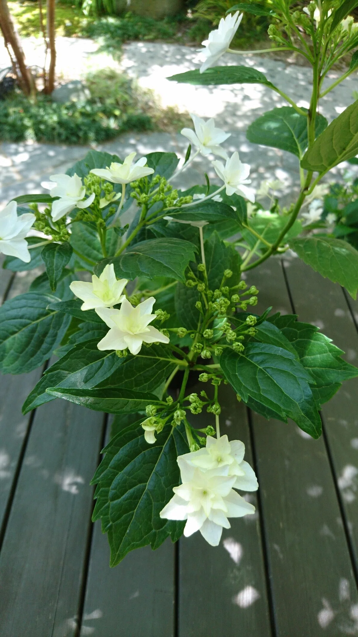 八重の額紫陽花『隅田の花火』 花色七変化をごらんあれ！｜雑木の苗と 