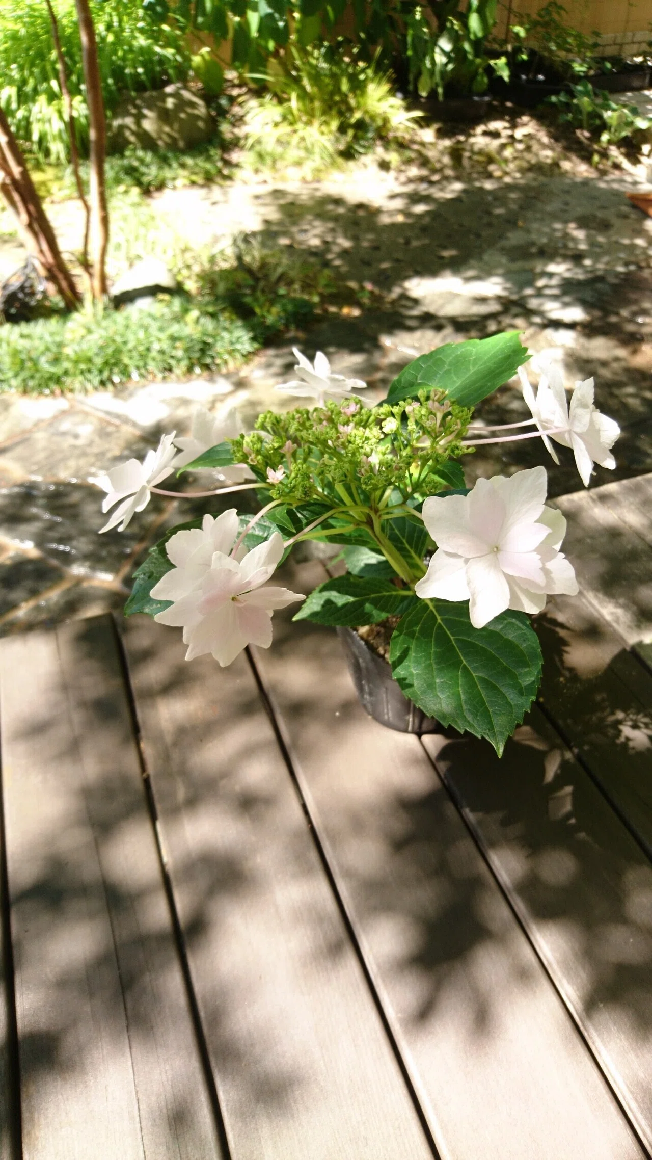 Double-flowered Lacecap Hydrangea 'Sumida no Hanabi' - Behold the