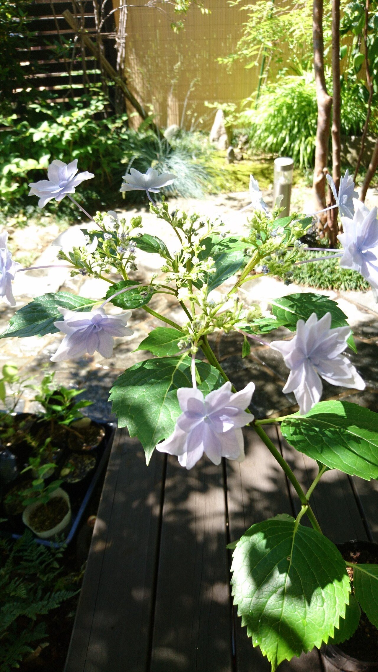 八重の額紫陽花『隅田の花火』 花色七変化をごらんあれ！｜雑木の苗と