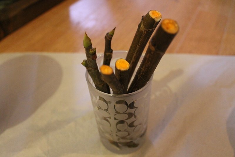 庭の植物 イチジク挿し木 21 2 11 Nakada Shugo Note