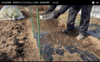玉ねぎ栽培 野菜作りに欠かせない土寄せ 防寒対策 井上寅雄農園 井上隆太朗 Note 玉ねぎ栽培 野菜作りに欠かせない土寄せ 防寒対策 井上寅雄農園 井上隆太朗 Note