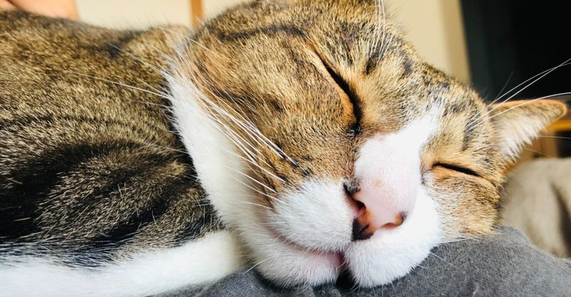 お湯しか飲まない猫 ハナカオル Note