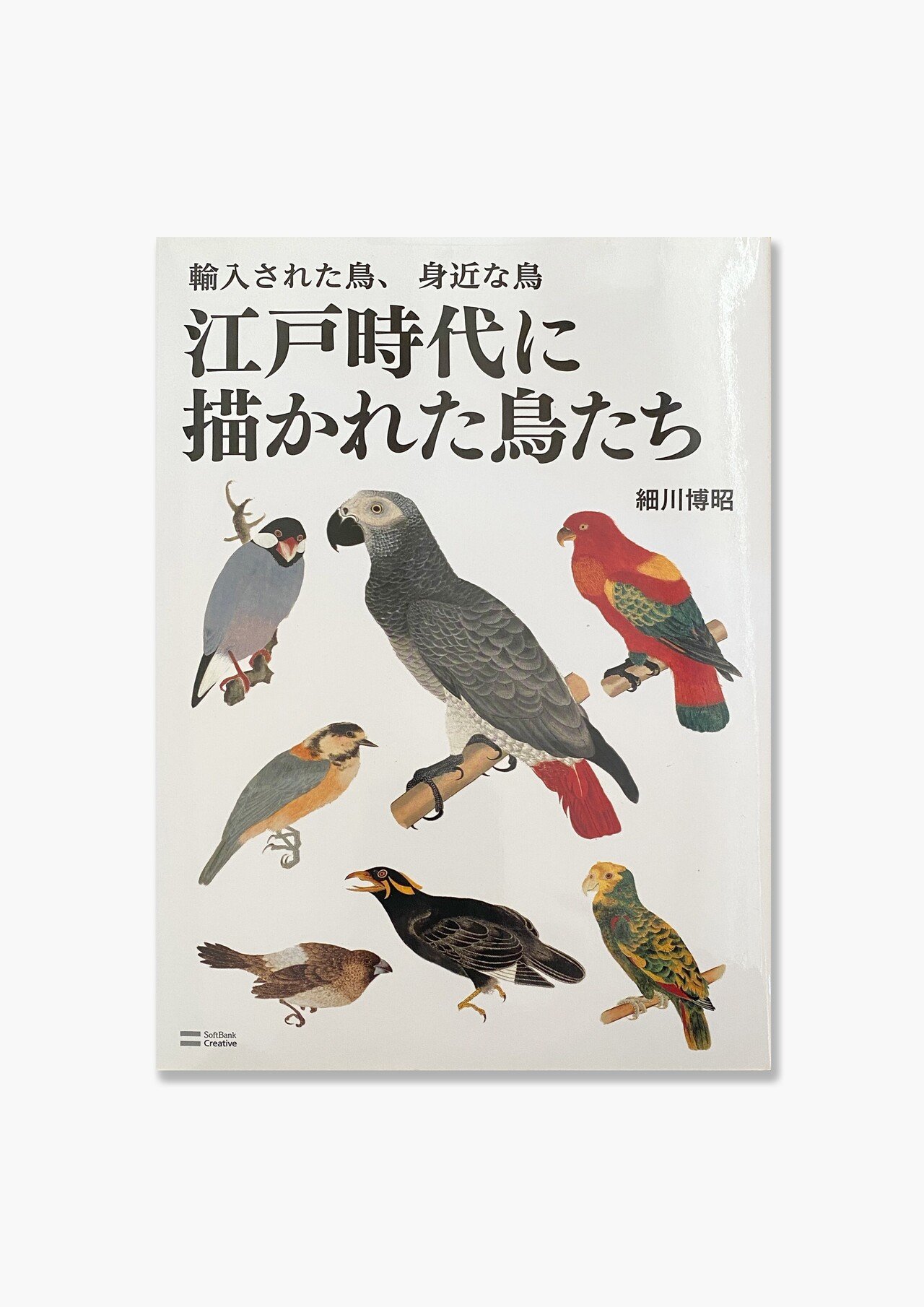 vol.10 江戸時代に描かれた鳥たち|とりたち vol.10 江戸時代に描かれた鳥たち|とりたち