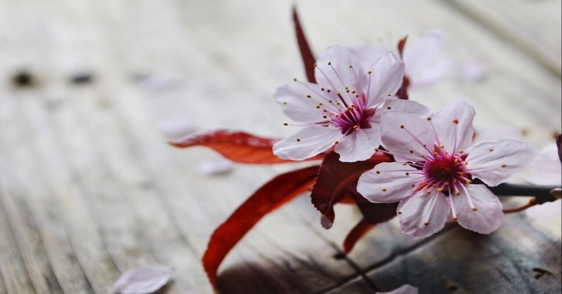 さいならっきょ の新着タグ記事一覧 Note つくる つながる とどける