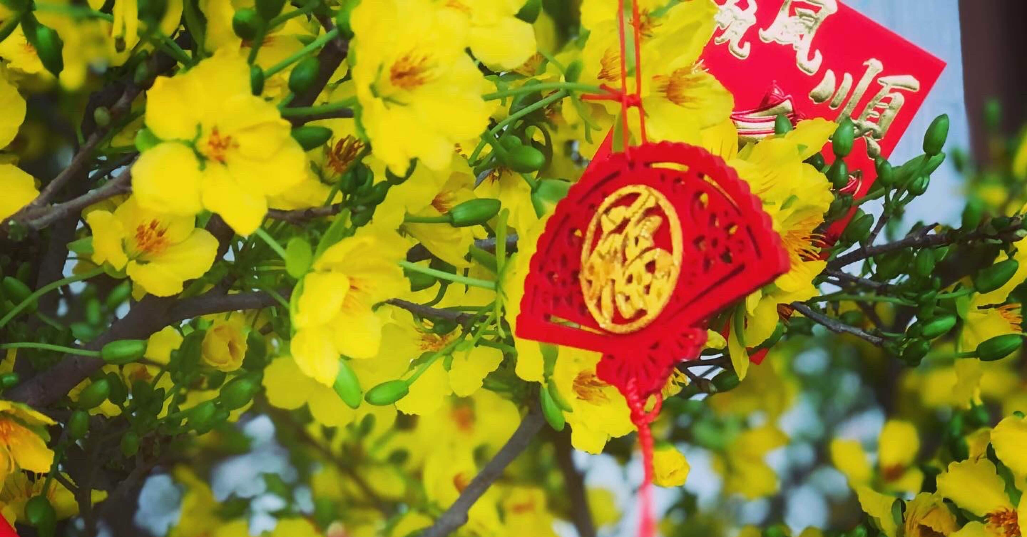 ベトナム正月前の花市場 Milky ミルキィ Note ベトナム正月前の花市場 Milky ミルキィ Note