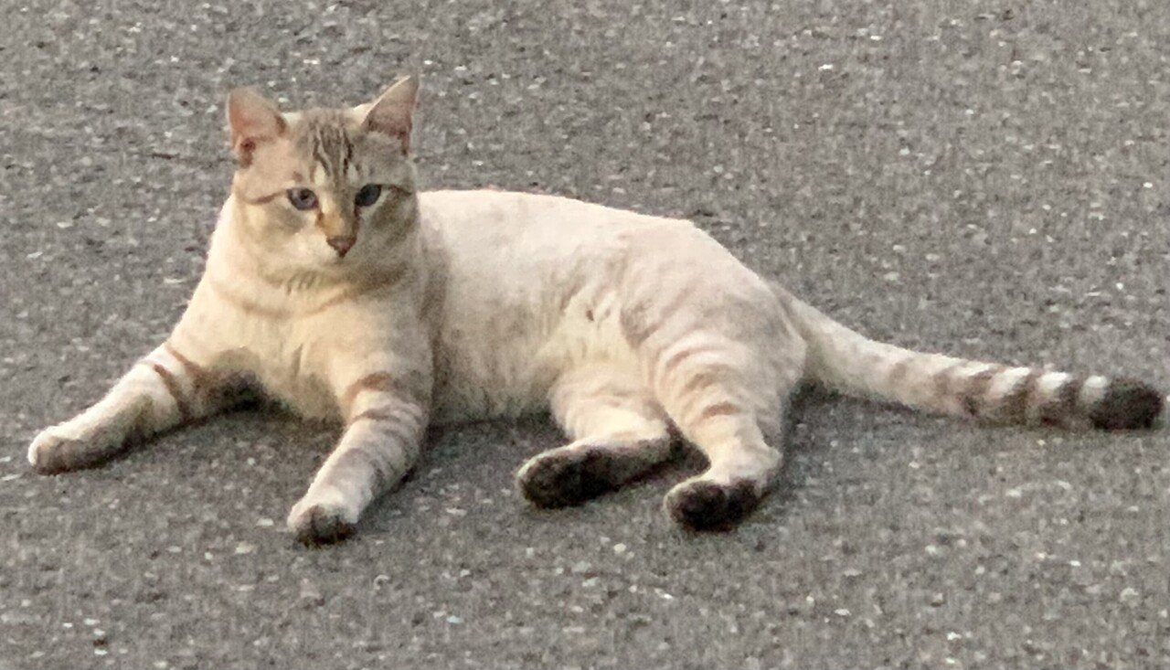 番猫さん 白いくつした履いた黒猫 のお友だち猫さん 番猫さんは旅館の正面にドンと居座り お友だち猫さんは2メートル離れたところで寝そべっていました 昨年秋の写真 Chiyo Note 番猫さん 白いくつした履いた黒猫 のお友だち猫さん 番猫さんは旅館の正面にドンと居座り お友だち猫さんは2メートル離れたところで寝そべっていました 昨年秋の写真 Chiyo Note