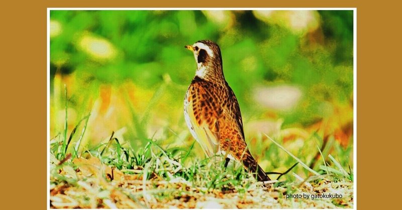 東に鳥と書いてツグミ 鶫 冬に日本にきて春に去っていく渡り鳥 古くは跳馬とも呼ばれていたらしい Gatokukubo Note 東に鳥と書いてツグミ 鶫 冬に日本にきて春に去っていく渡り鳥 古くは跳馬とも呼ばれていたらしい Gatokukubo Note