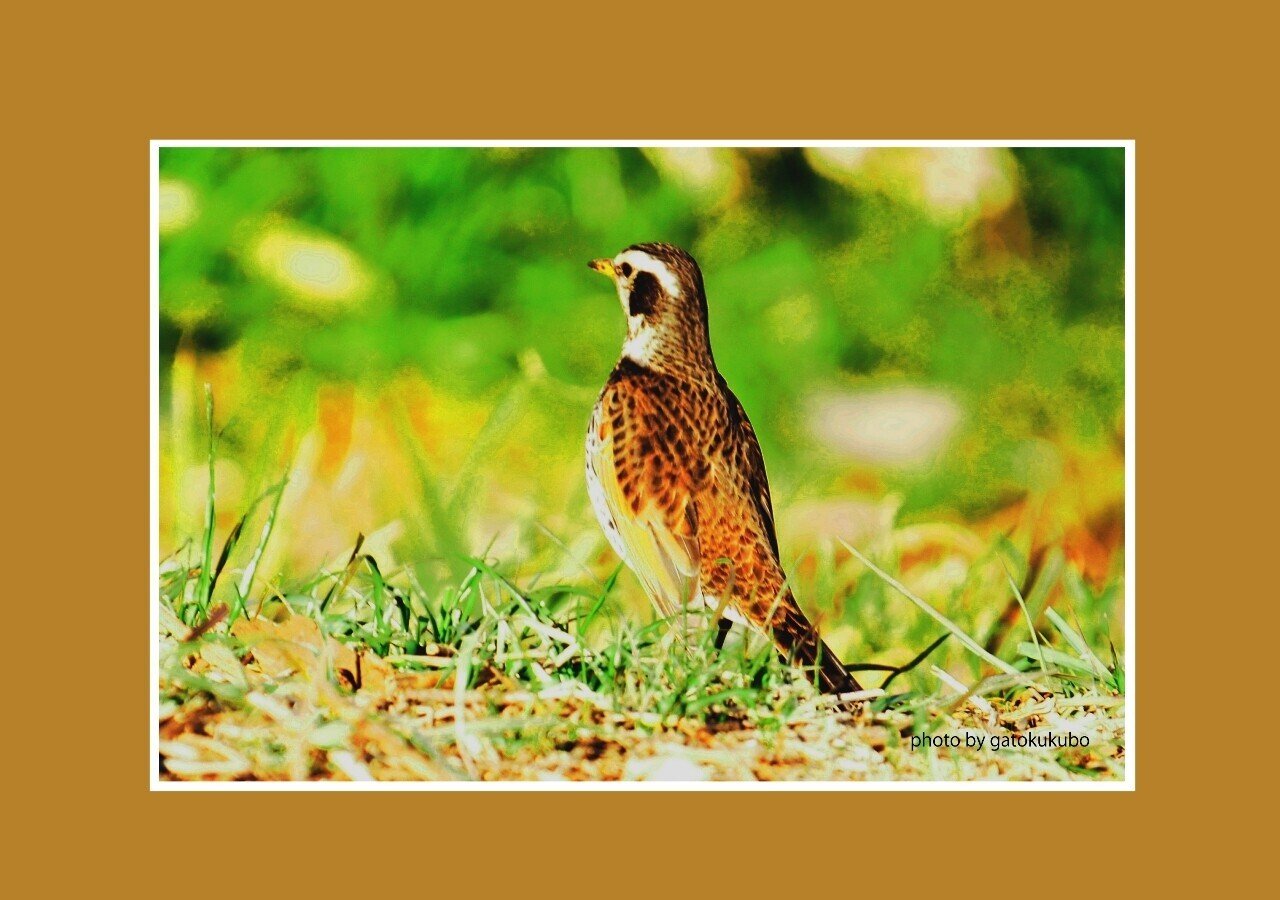 東に鳥と書いてツグミ 鶫 冬に日本にきて春に去っていく渡り鳥 古くは跳馬とも呼ばれていたらしい Gatokukubo Note 東に鳥と書いてツグミ 鶫 冬に日本にきて春に去っていく渡り鳥 古くは跳馬とも呼ばれていたらしい Gatokukubo Note