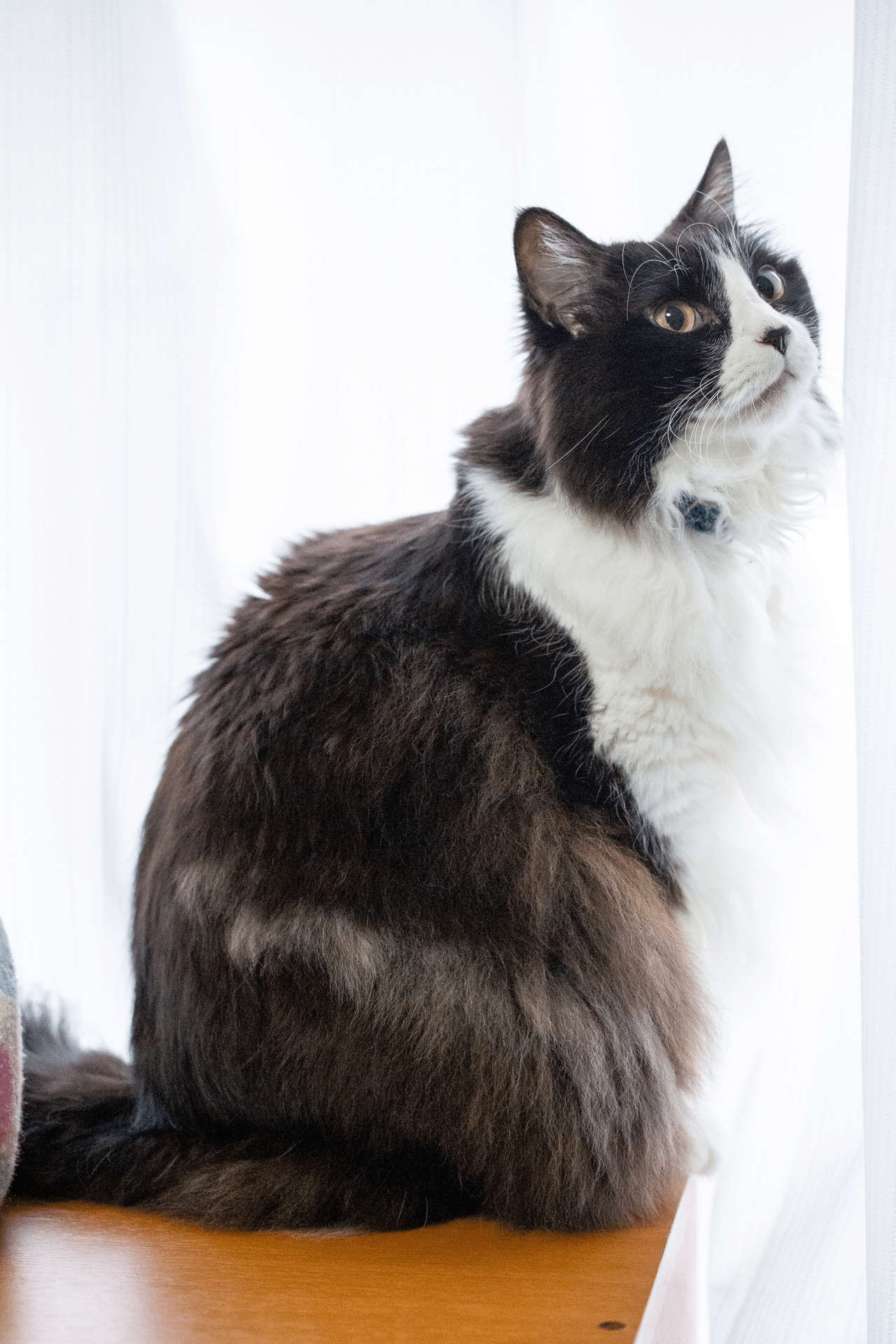ハチワレ今昔 くろねこ Note ハチワレ今昔 くろねこ Note
