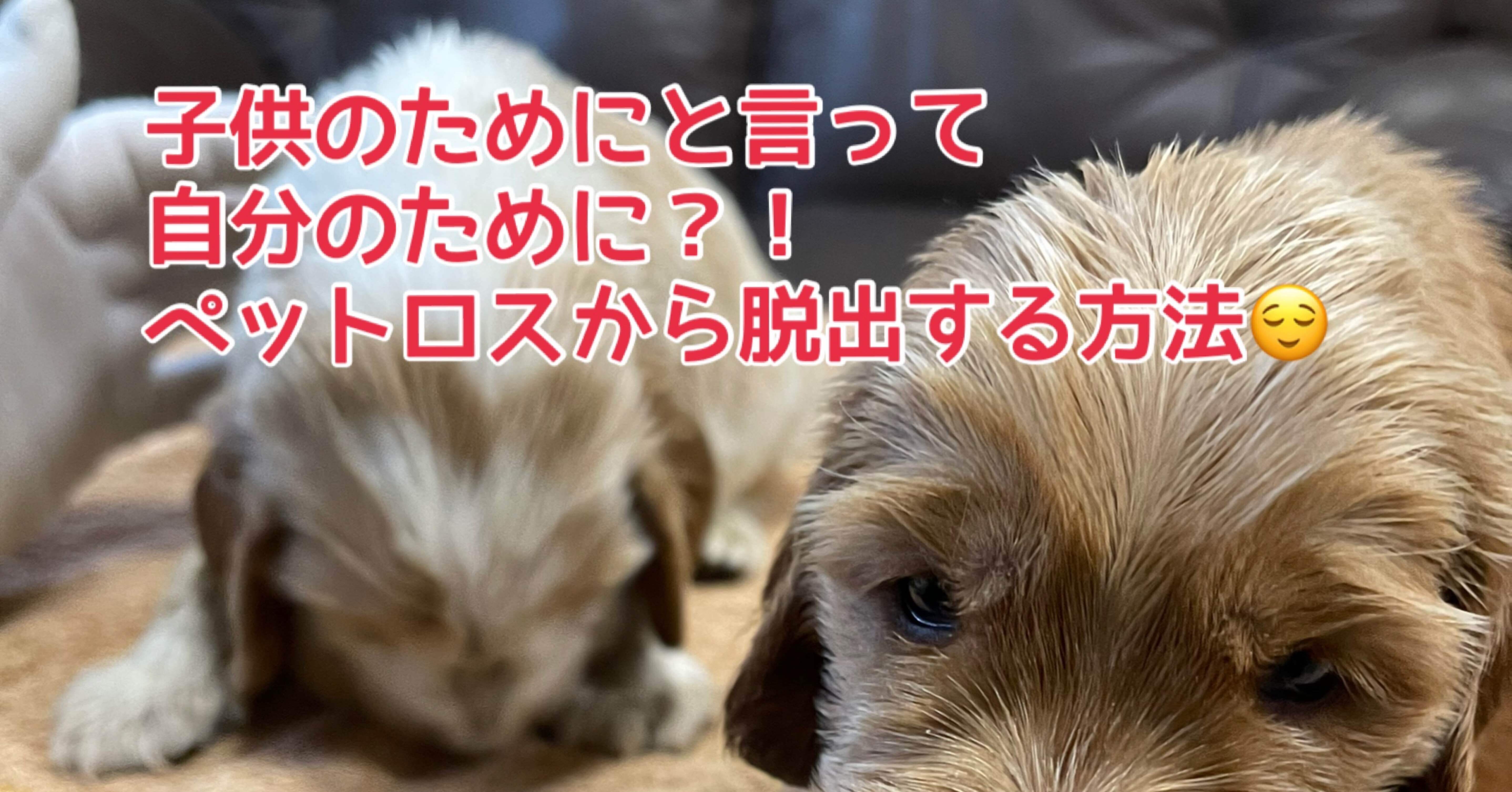 子供のためにと言って 自分のため ペットロスから脱出する方法 シェリー パパママがhappyになる応援ラジオ毎日配信中 ハピパマ応援隊長 Note 子供のためにと言って 自分のため ペットロスから脱出する方法 シェリー パパママがhappyになる応援ラジオ毎日配信中 ハピパマ応援隊長 Note