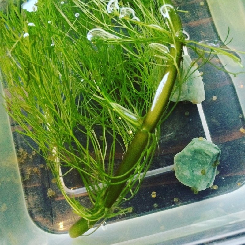 キンギョノコイ 可笑的花 Note キンギョノコイ 可笑的花 Note