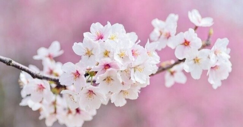 百人一首 花の色は 九 小野小町 羽田さえ Note
