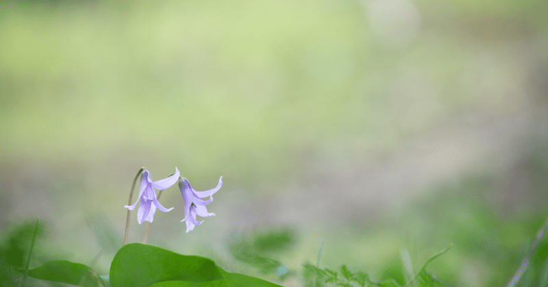 カタクリの花言葉 Asa Riri Note カタクリの花言葉 Asa Riri Note