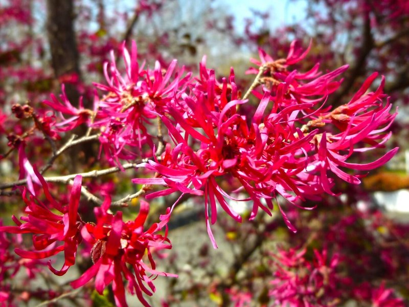 ベニバナトキワマンサク Note