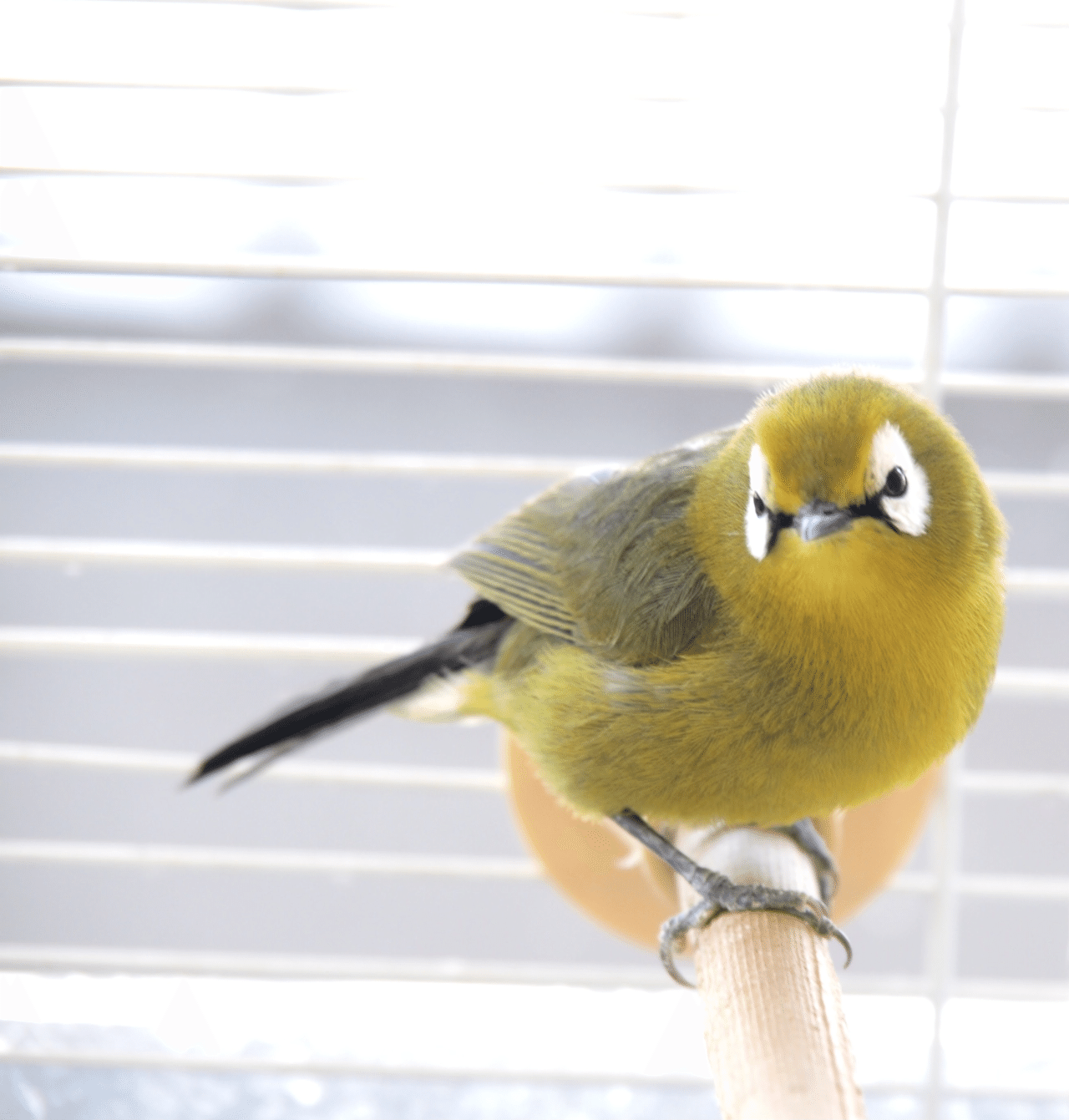 アフリカヤマメジロ Iori Note アフリカヤマメジロ Iori Note