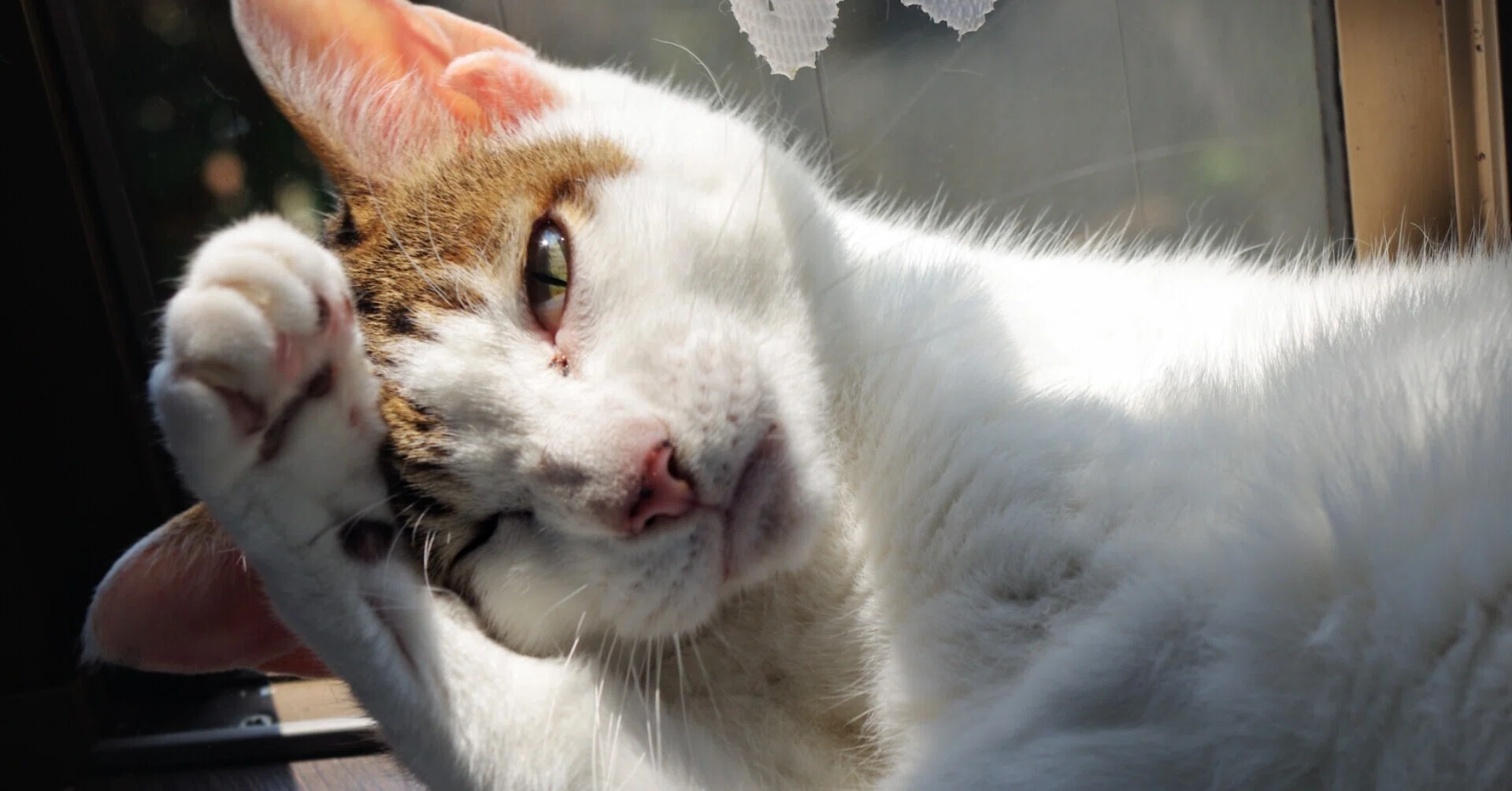 猫とお別れしました｜R-9｜note