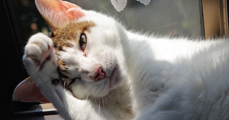 猫とお別れしました R 9 Note