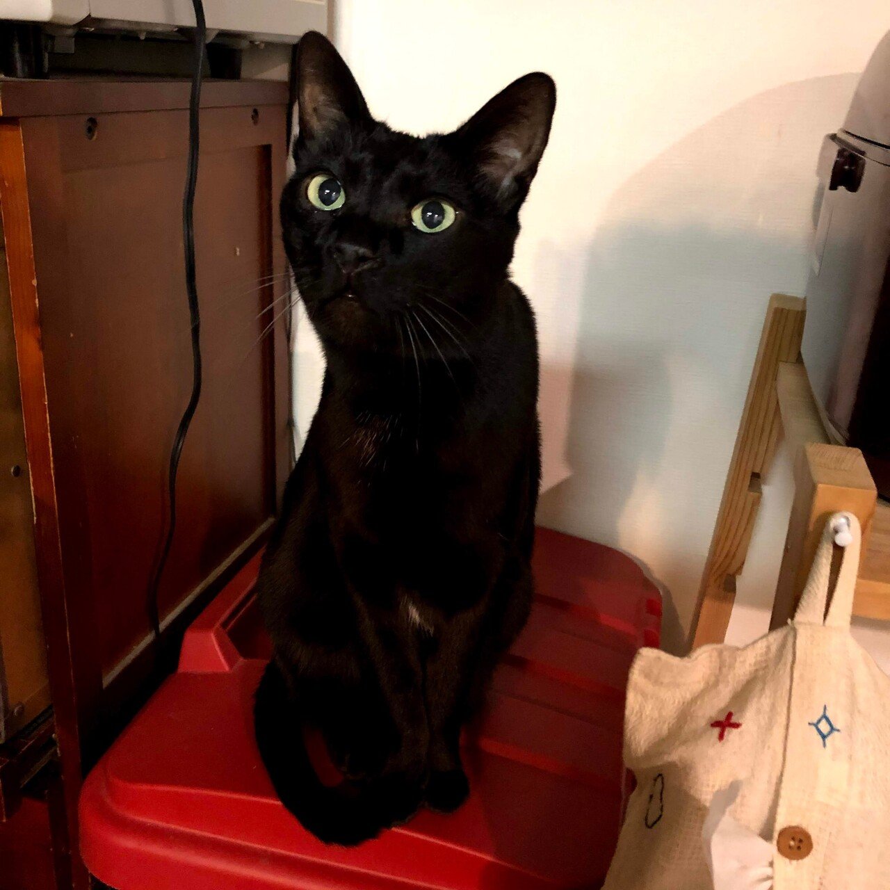 黒猫はキュートで美しいですね よくご飯の支度をしている背後で ごみ箱の赤い蓋の上にきちんと乗っています もう10歳を過ぎているのに 仔猫の ような表情をします 温男 Note 黒猫はキュートで美しいですね よくご飯の支度をしている背後で ごみ箱の赤い蓋の上にきちんと乗っています もう10歳を過ぎているのに 仔猫の ような表情をします 温男 Note