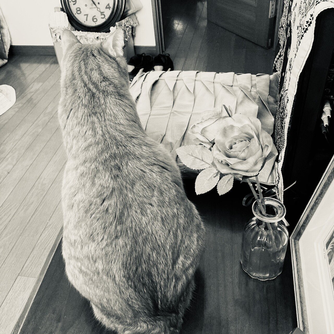 茶トラの猫は太っています ふわふわのおなかを出してひっくり返って寝ます 本来 ボランティアさんから引き取る予定であった猫が病気になってしまい 一緒 にいた弟のこの子を家に迎えたいきさつがあります 兄の分ま 温男 Note