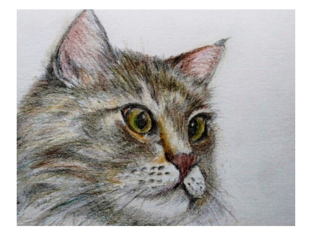 ねこ 色鉛筆画 せきぞう Note