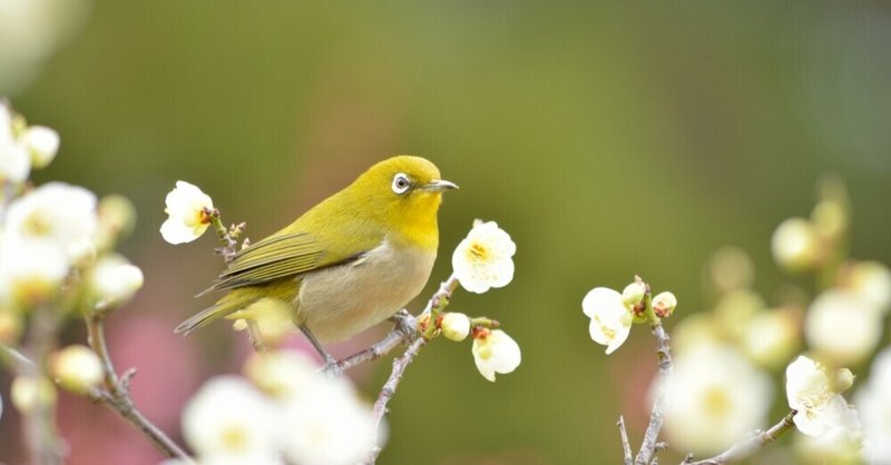 鎌倉の野鳥コレクション 4 メジロ おおたしじみ Note 鎌倉の野鳥コレクション 4 メジロ おおたしじみ Note
