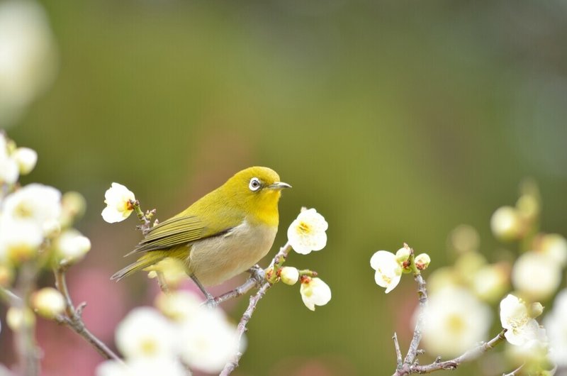 鎌倉の野鳥コレクション 4 メジロ おおたしじみ Note 鎌倉の野鳥コレクション 4 メジロ おおたしじみ Note