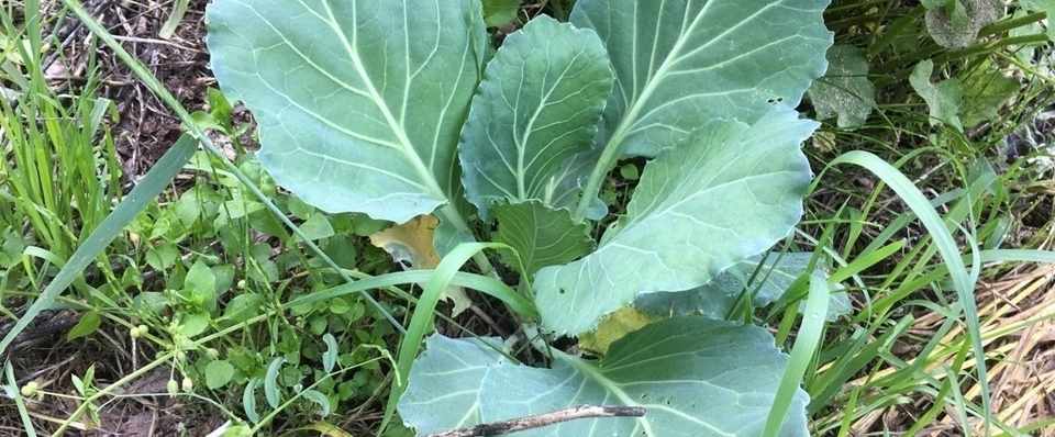 自然は絶妙で美しい キャベツの青虫は益虫 Shanthi Usui Note