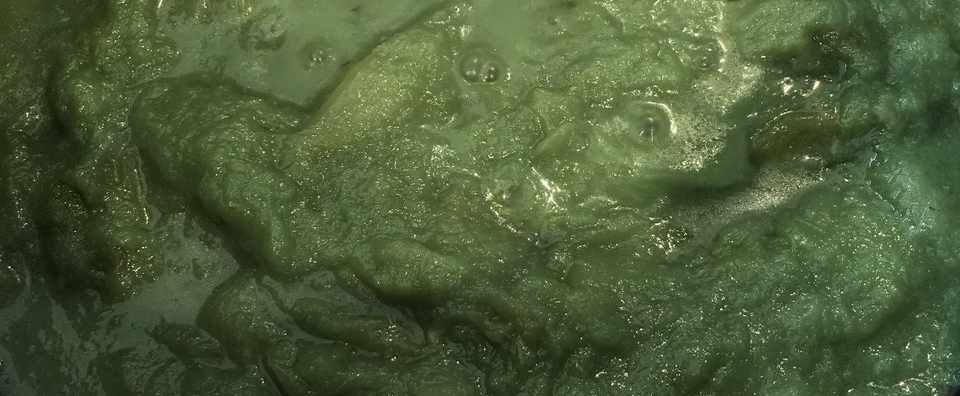 40 にんにくが酸化するとカレーはまずくなるのか 問題 水野仁輔 Note