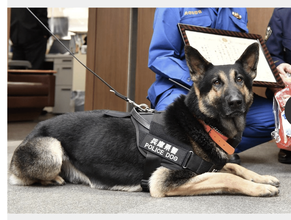 逃走警察犬クレバ号が早速のお手柄 Cofui Note 逃走警察犬クレバ号が早速のお手柄 Cofui Note