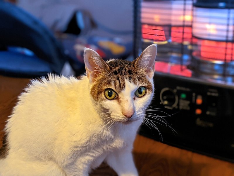 猫とお別れしました R 9 Note