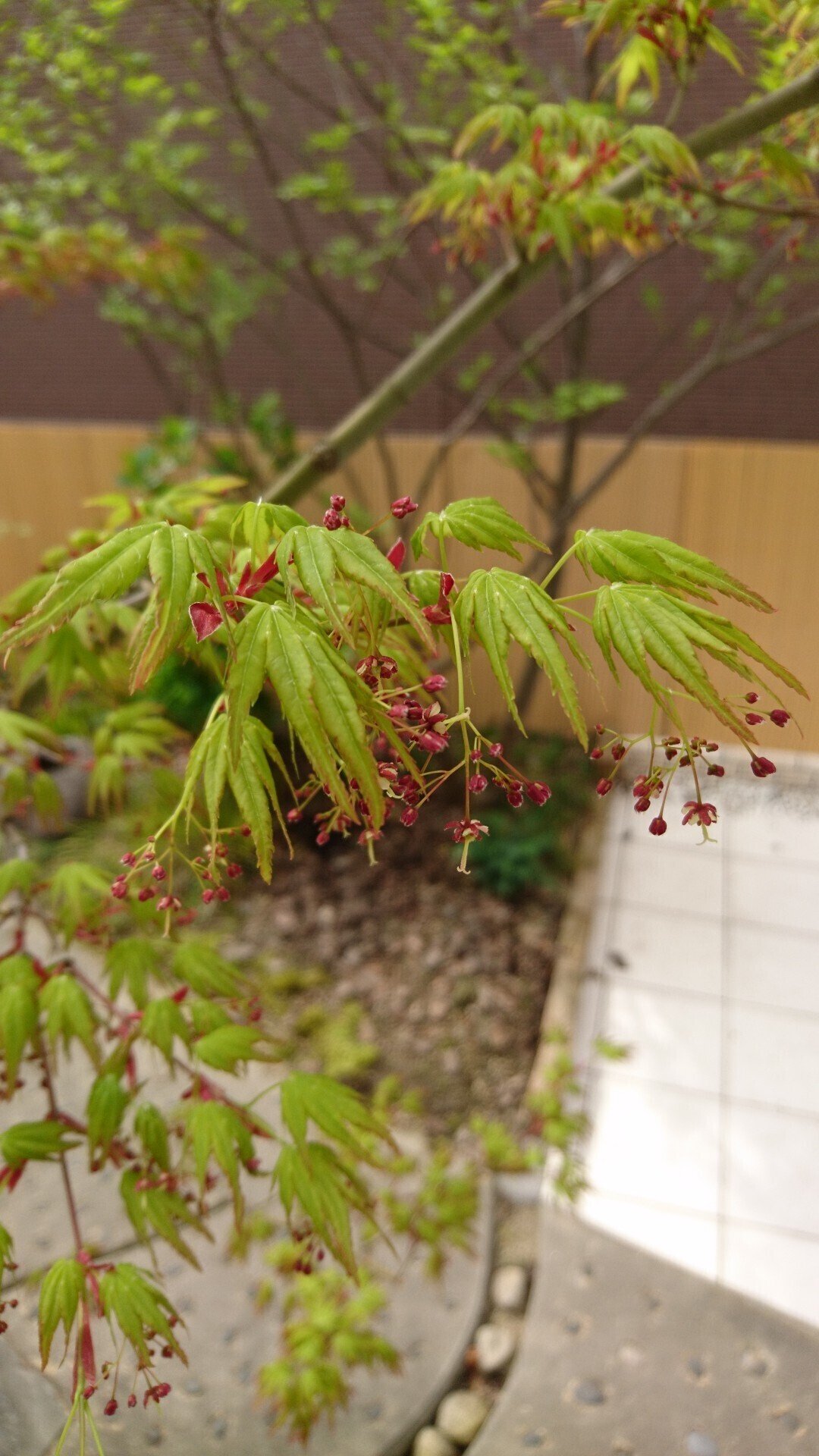 ヤマモミジの新緑 透き通るような黄緑色の若葉から開花まで｜雑木の苗