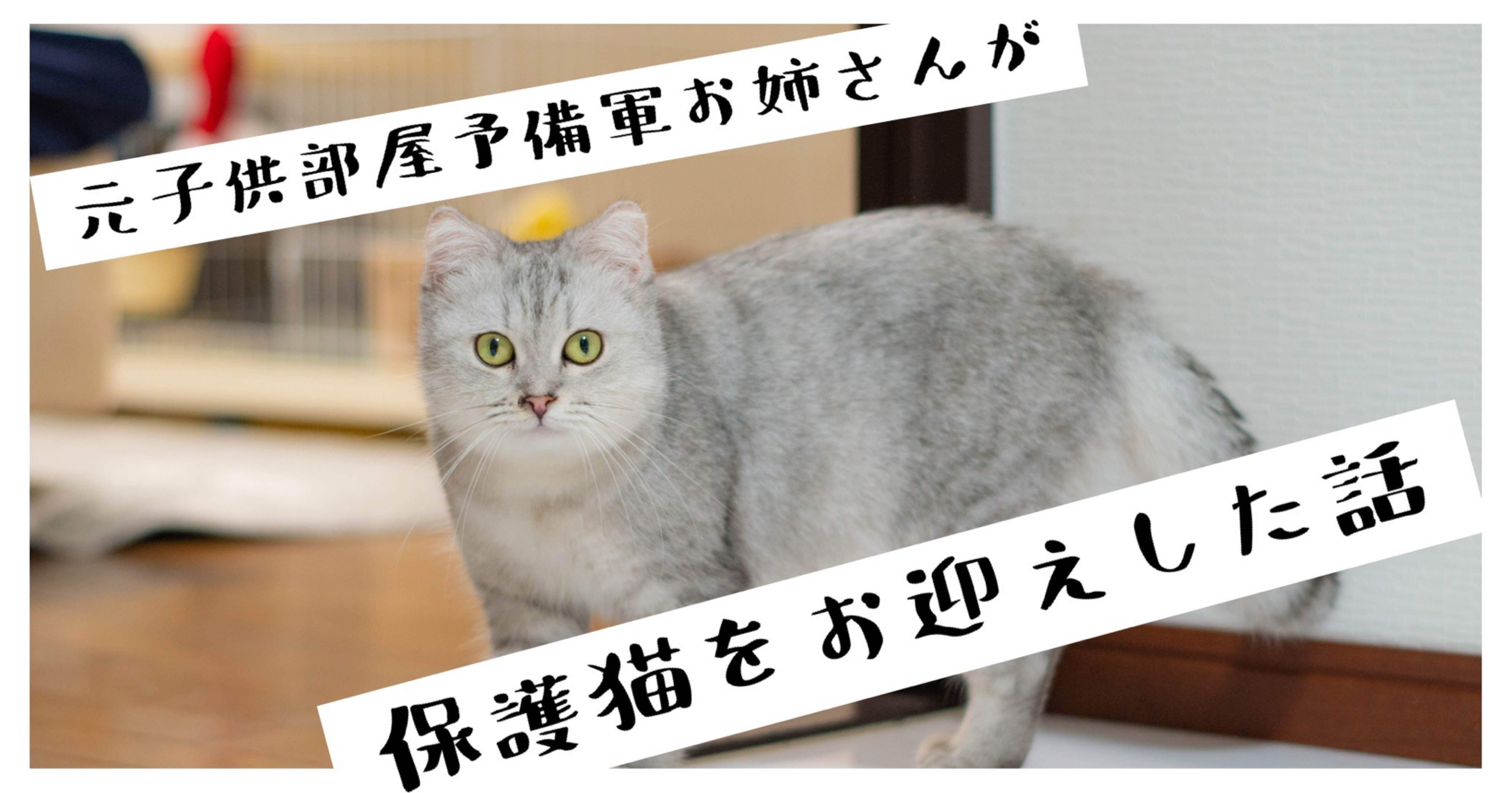 保護猫をお迎えした話 もちゅ Note