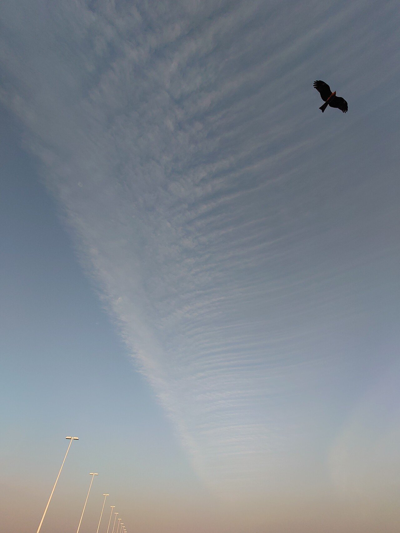 空を自由に飛びたいな まゆみんご Note 空を自由に飛びたいな まゆみんご Note