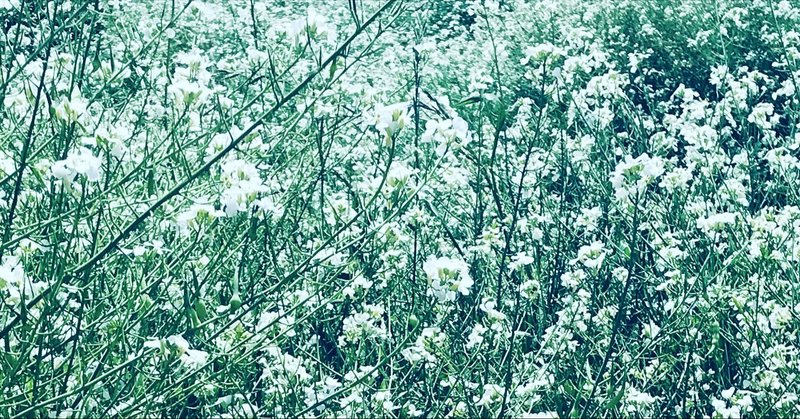 第一章 花の妖精の育て方 深神鏡 月曜に猫の世界を定期配信中 Note