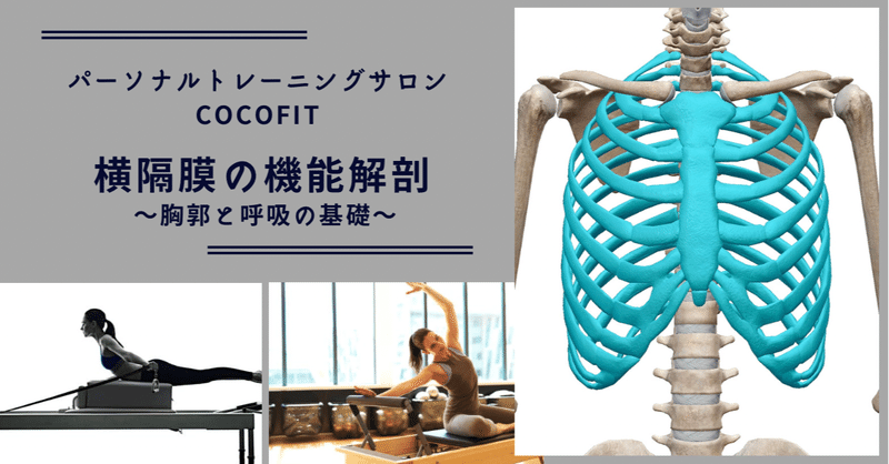 横隔膜の機能解剖 胸郭と呼吸の基礎 Cocofit Keira Note 横隔膜の機能解剖 胸郭と呼吸の基礎 Cocofit Keira Note