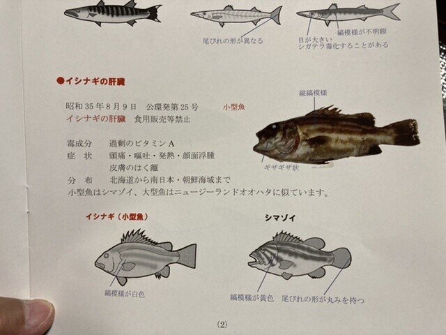 オオクチイシナギ おさかなマイスター神谷 Note