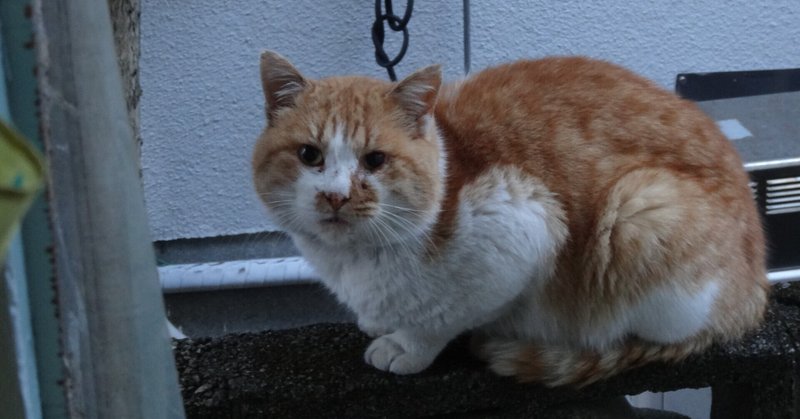ドラ猫も かわいい声で ねだりけり 江島 達也 対州屋 Note ドラ猫も かわいい声で ねだりけり 江島 達也 対州屋 Note