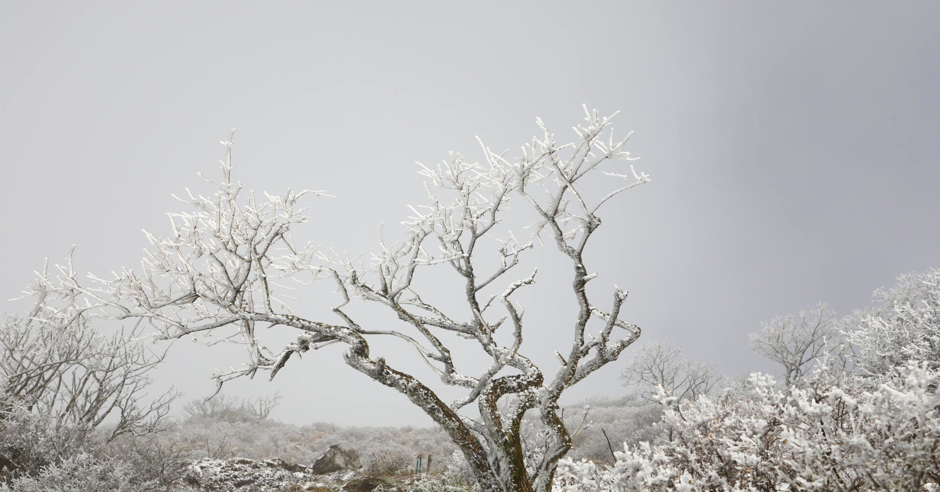 書評 川端康成を 聴く 雪国 Ryo Note 書評 川端康成を 聴く 雪国 Ryo Note