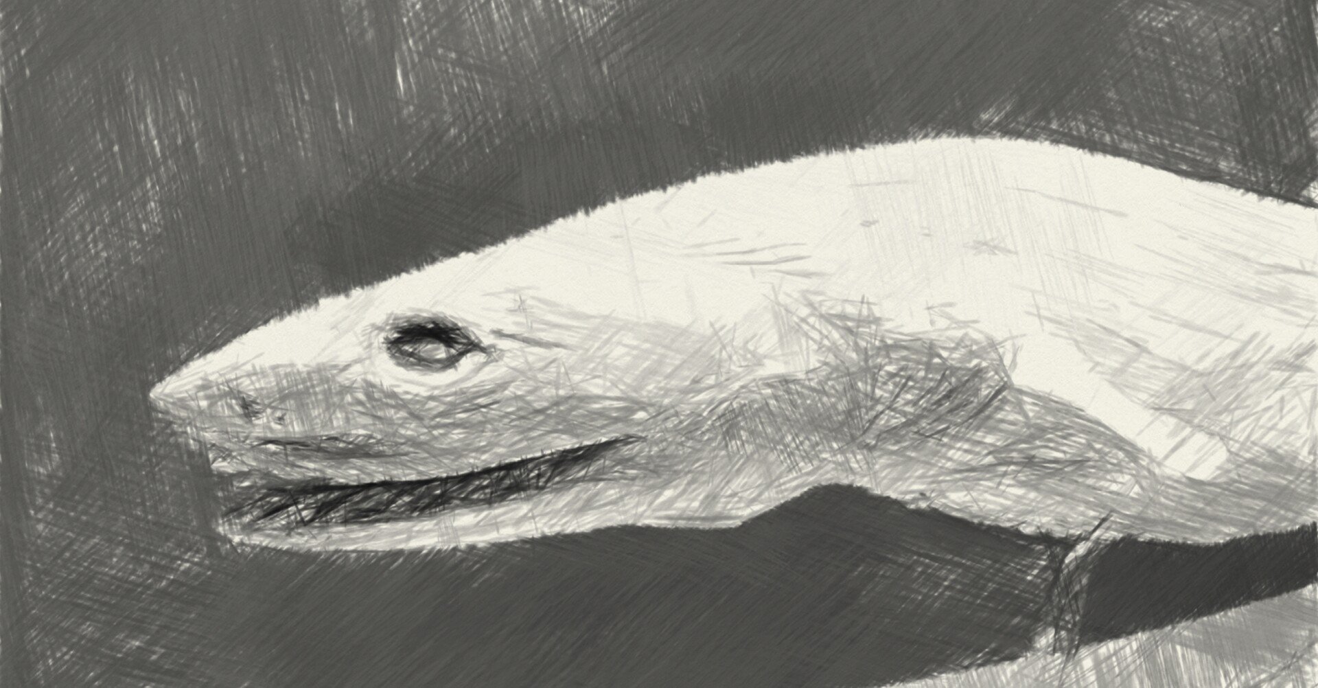 3 ラブカ ザ 鉄腕dash で捕獲された深海ザメ タキ 深海魚 水族館 Note