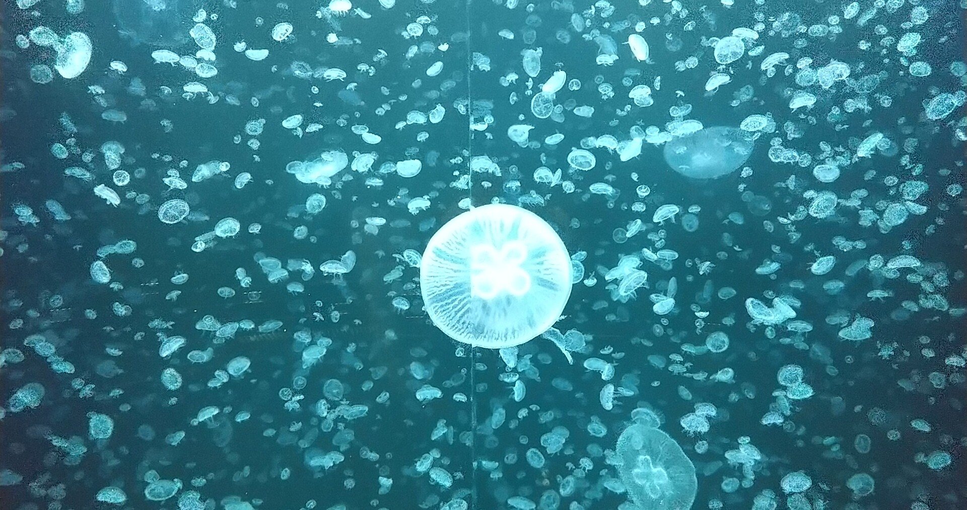 朝の水族館と快晴の日本海 Msta Note 朝の水族館と快晴の日本海 Msta Note