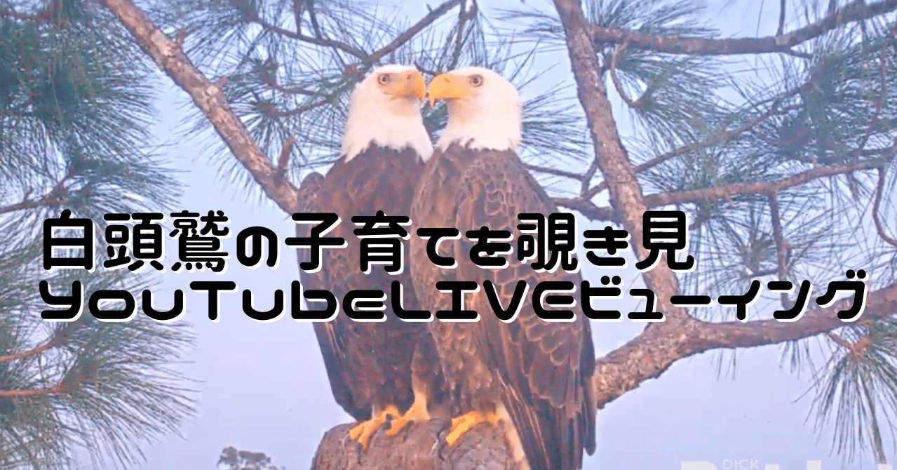 白頭鷲の子育てをそっと覗き見24時間365日 のだ Note 白頭鷲の子育てをそっと覗き見24時間365日 のだ Note