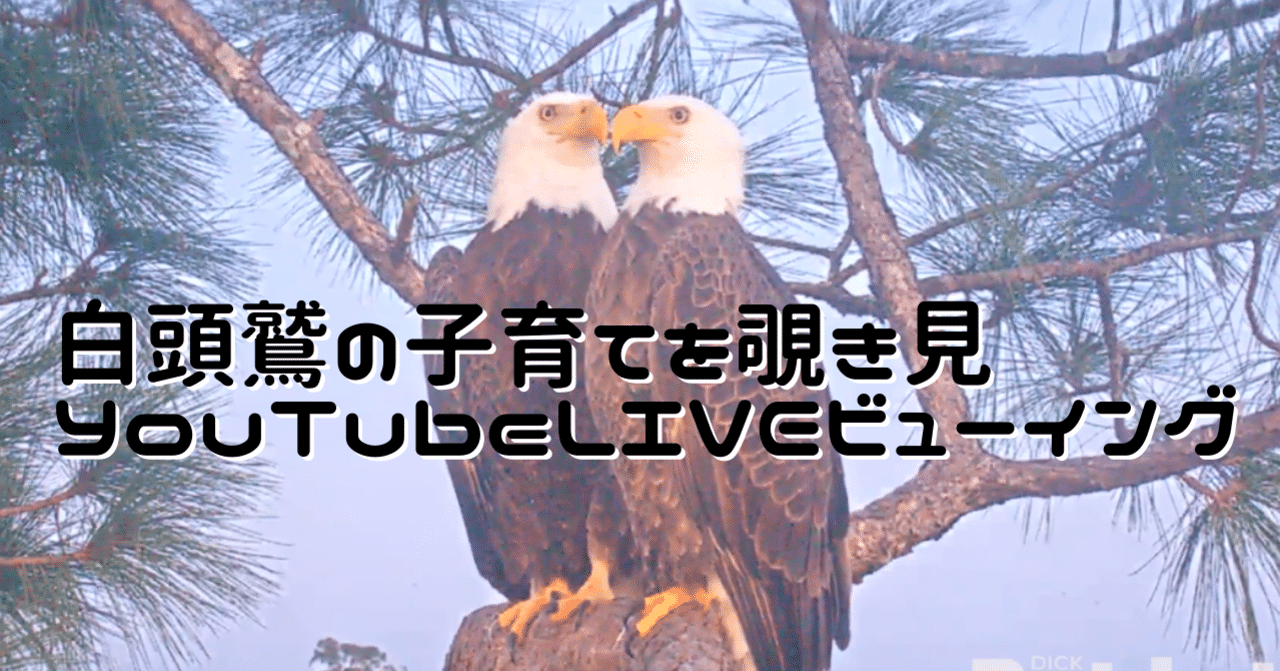 白頭鷲の子育てをそっと覗き見24時間365日 のだ Note 白頭鷲の子育てをそっと覗き見24時間365日 のだ Note