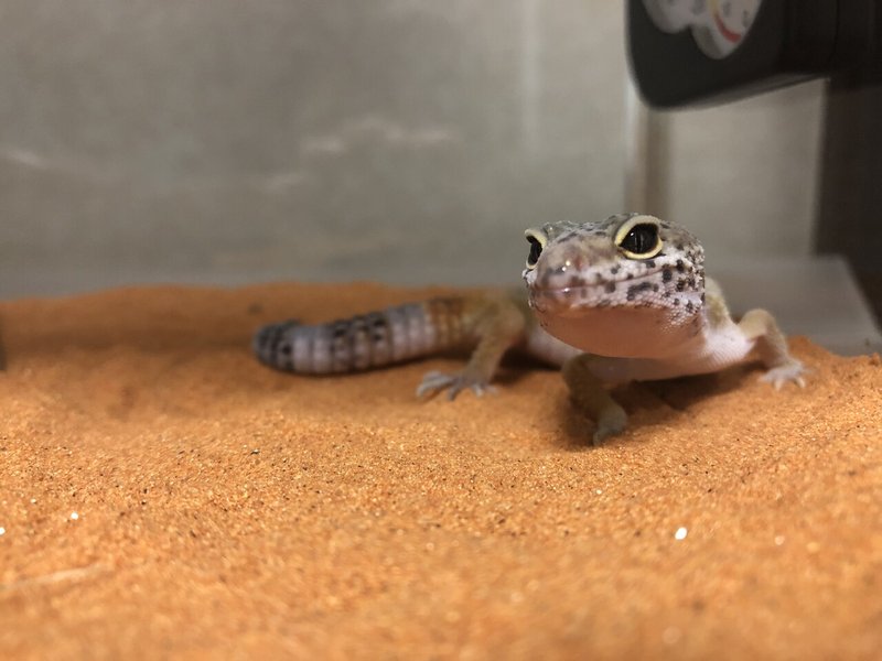 トカゲがかわいい みかんのバランスライフ Note トカゲがかわいい みかんのバランスライフ Note